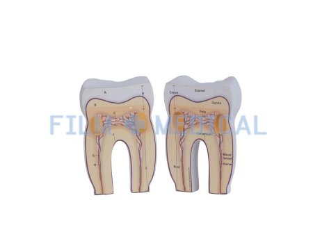 Tooth Model